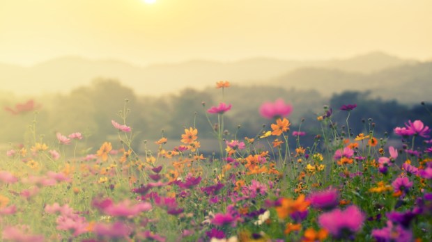 A beautiful cosmos flower in sunset background