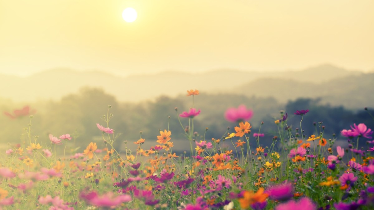 A beautiful cosmos flower in sunset background