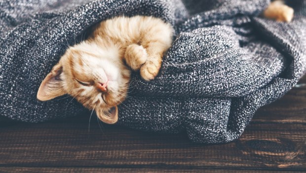 Cute little ginger kitten is sleeping in soft blanket on wooden floor