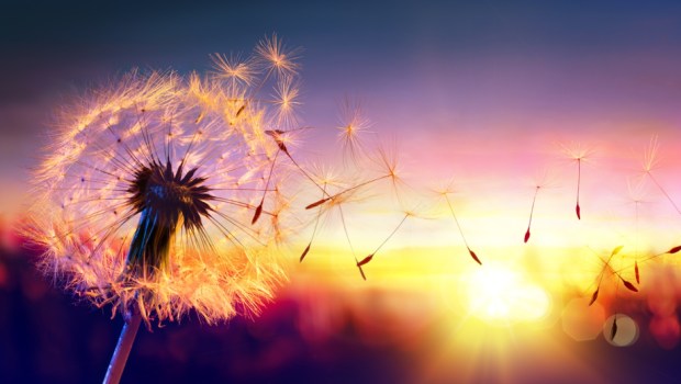 Dandelion To Sunset - Freedom to Wish
