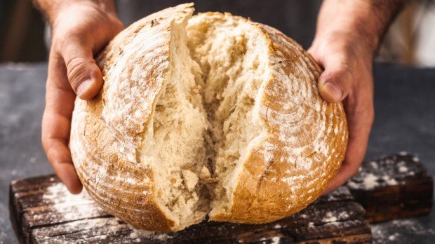 Male baker breaks freshly baked loaf of bread