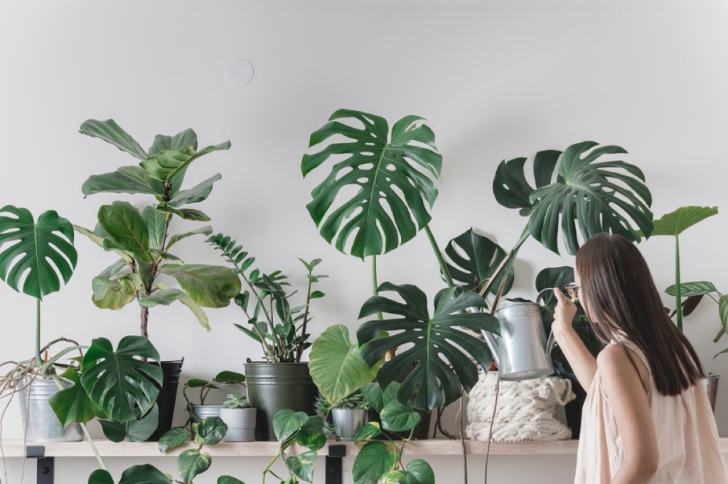 woman is taking care of houseplants