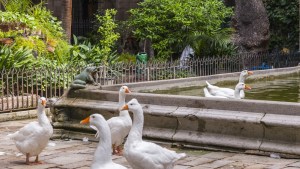 Barcelona, Spain - June 4, 2011: In the cloister of the cathedral, 13 geese are guarding the tomb of Saint Eulalia, martyred by the Romans