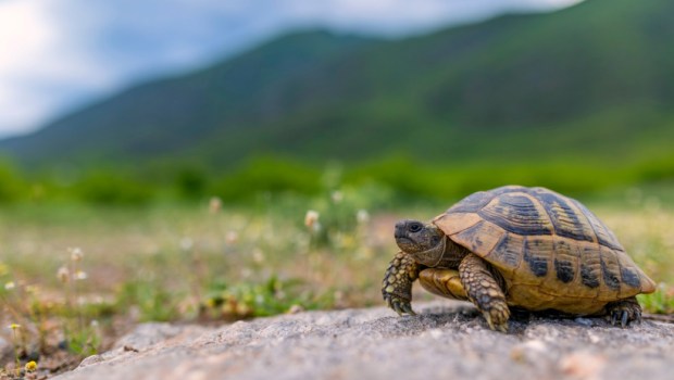 The Land turtle in its natural environment