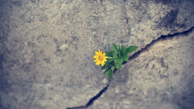 Yellow flower in crack