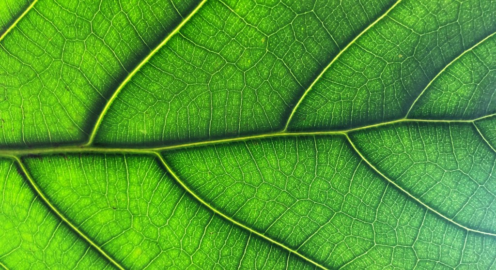 Green houseplant in extreme closeup.