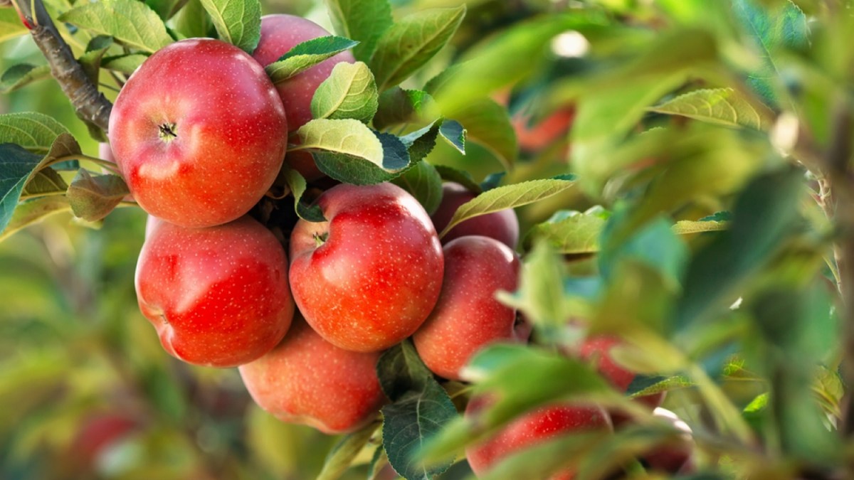 Red apples on a tree. Apple orchard