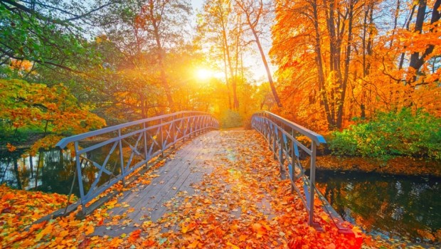 Autumn nature landscape