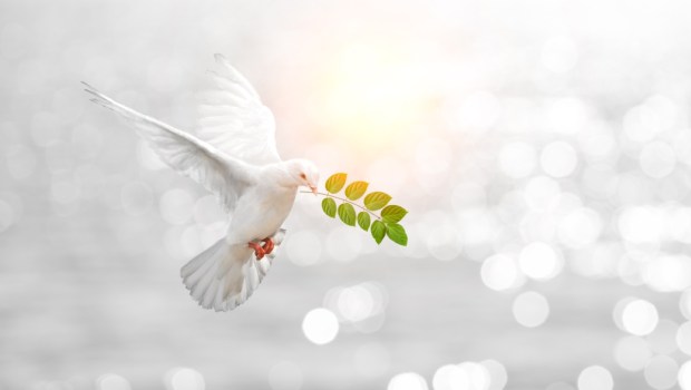 Dove carrying leaf branch and international day of peace