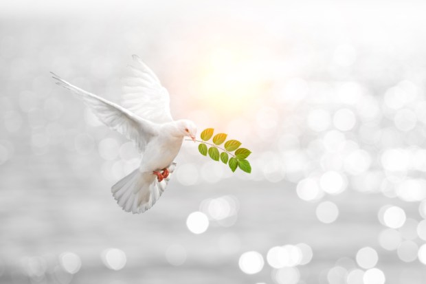 Dove carrying leaf branch and international day of peace