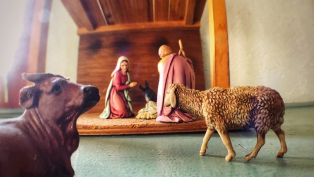 Nativity scene with animals approaching stable