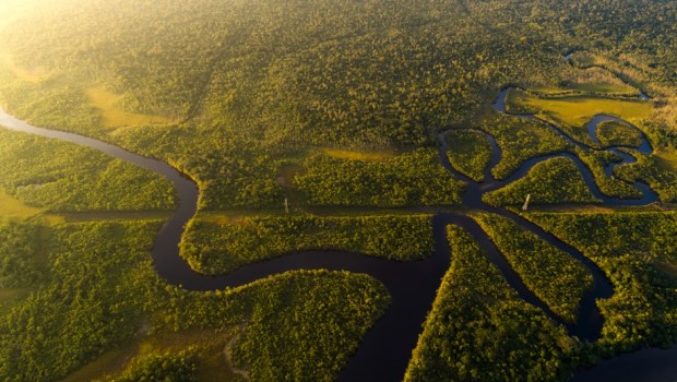 Amazon Rainforest in Brazil