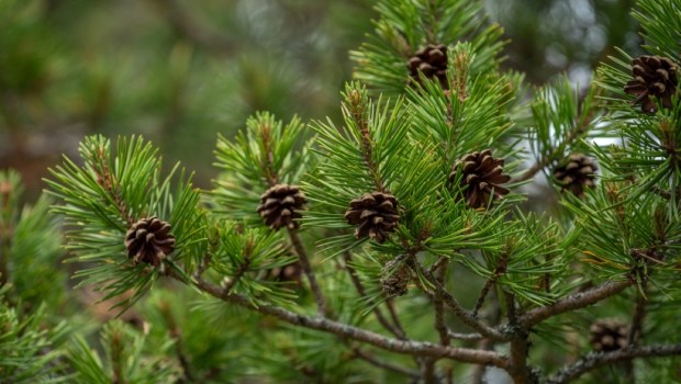 Blooming evergreen pine tree with pine cones