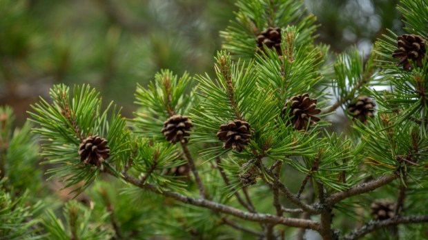 Blooming evergreen pine tree with pine cones