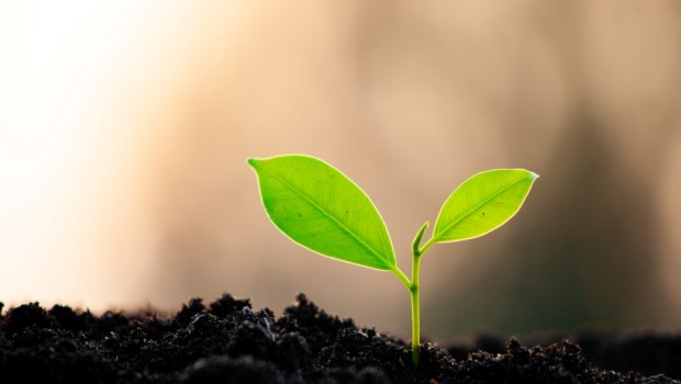 Close-up photo of a sapling planted and growing in the soil, soft sunlight