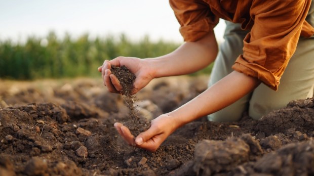 Female Hand of expert farmer collect soil and checking soil health