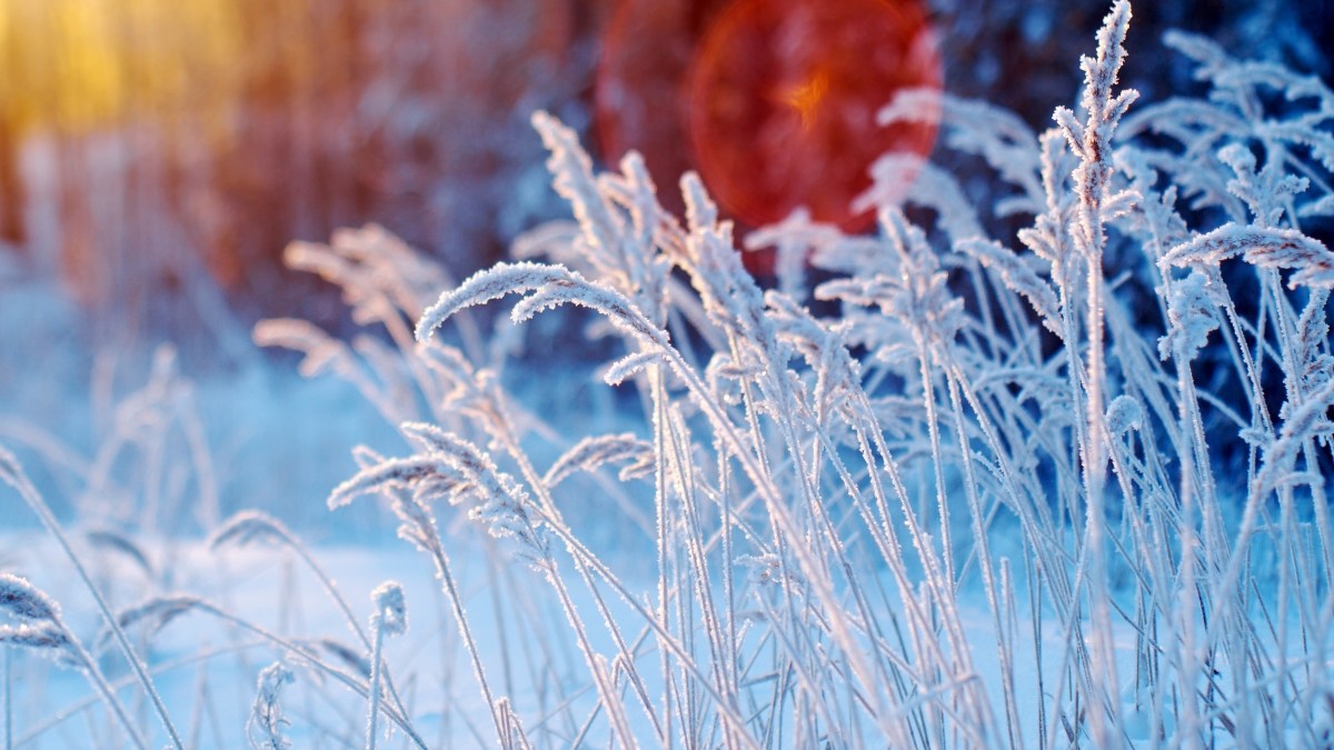 Winter scene .Frozenned flower .pine forest and sunset