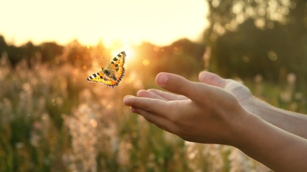 flying butterfly and human hands on abstract sunny natural background