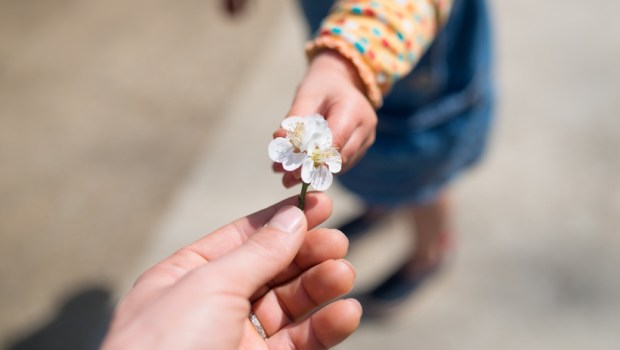 Mother and child to hand over the plum flower