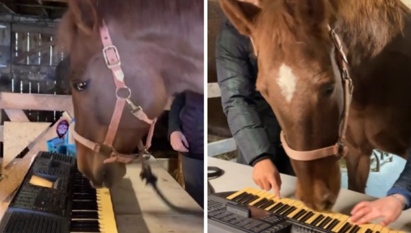 Konj, ki igra klavir