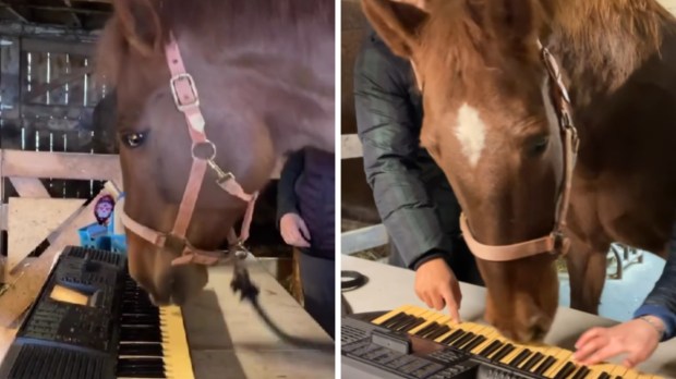 Konj, ki igra klavir