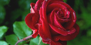 Nekateri se pritožujejo, ker imajo vrtnice trnje. Jaz sem hvaležen, da ima trnje tudi cvet.