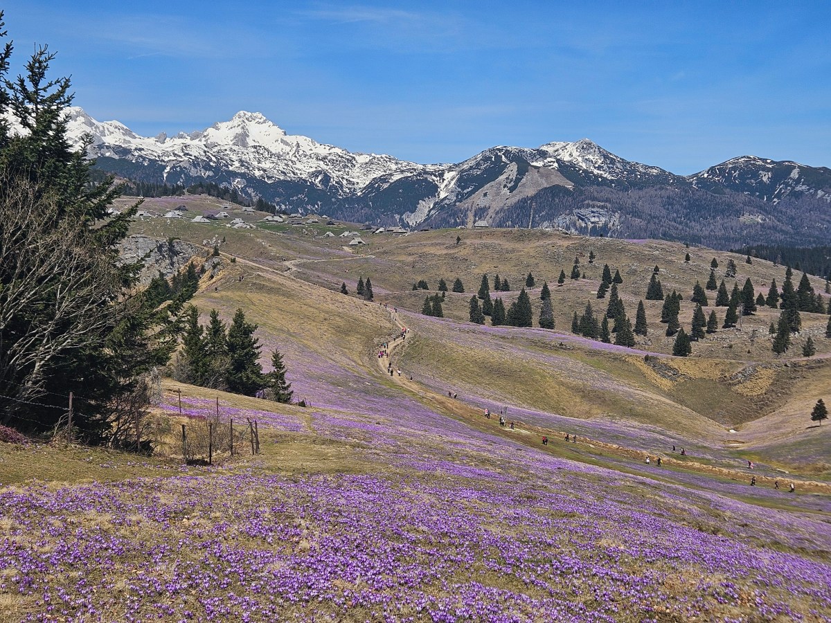 Žafrani na Veliki planini