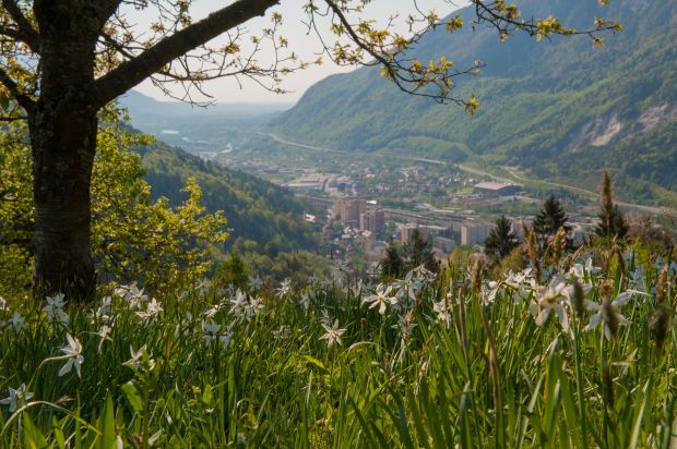 Jesenice narcise; PR Združenje zgodovinskih mest Slovenije