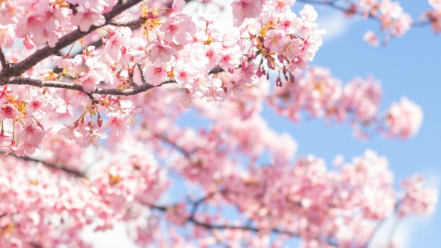 Beautiful and cute pink Kawazu Zakura (cherry blossom)
