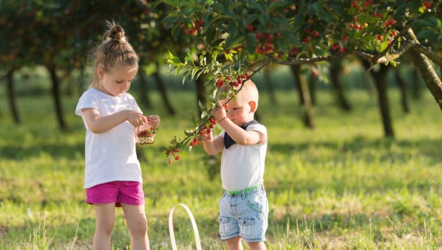 Kids picking cherry on a fruit farm