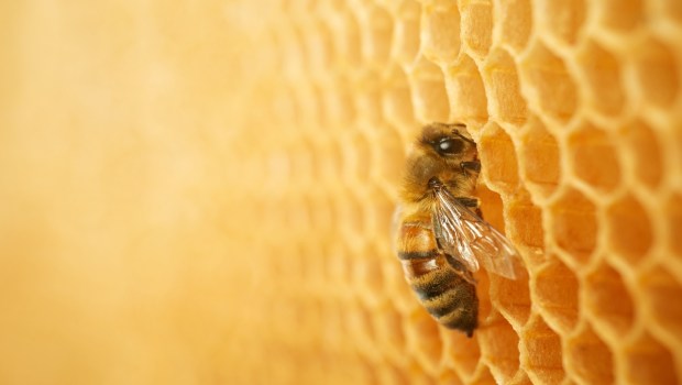Macro photo of a bee on a honeycomb
