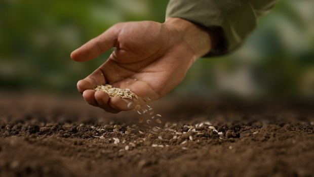 Expert farmer sowing seed on a good soil