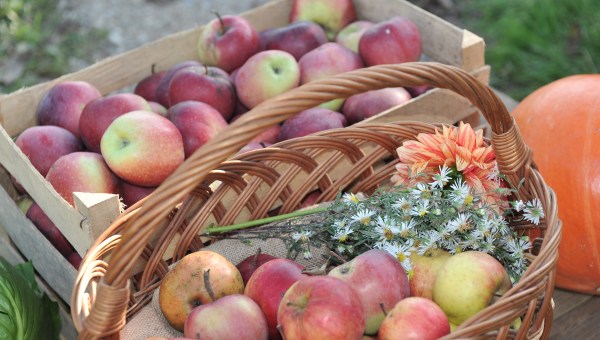 Apples autumn garden