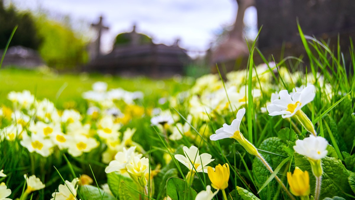 Wildflowers in cemetery