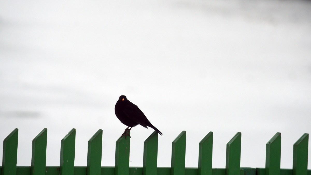 Bird