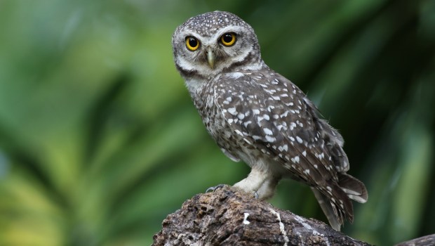 Close up of Spotted owlet(Athene brama) looking at us in nature at Queen Sirikit Park ,Thailand