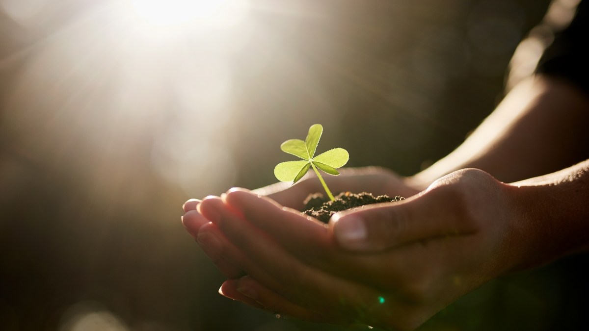 Hands, soil and holding plant with person for growth