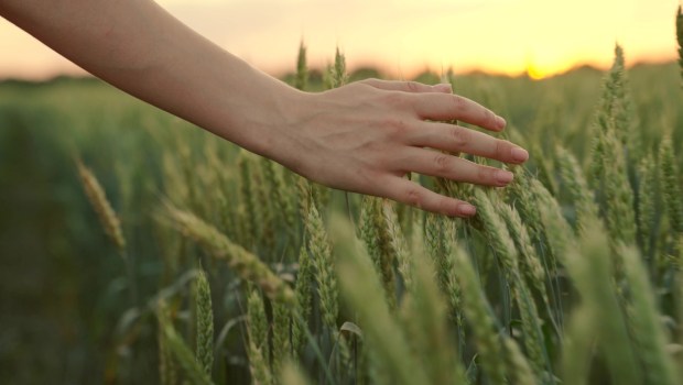 Woman farmer walks through a wheat field at sunset, touching green ears of wheat with his hands