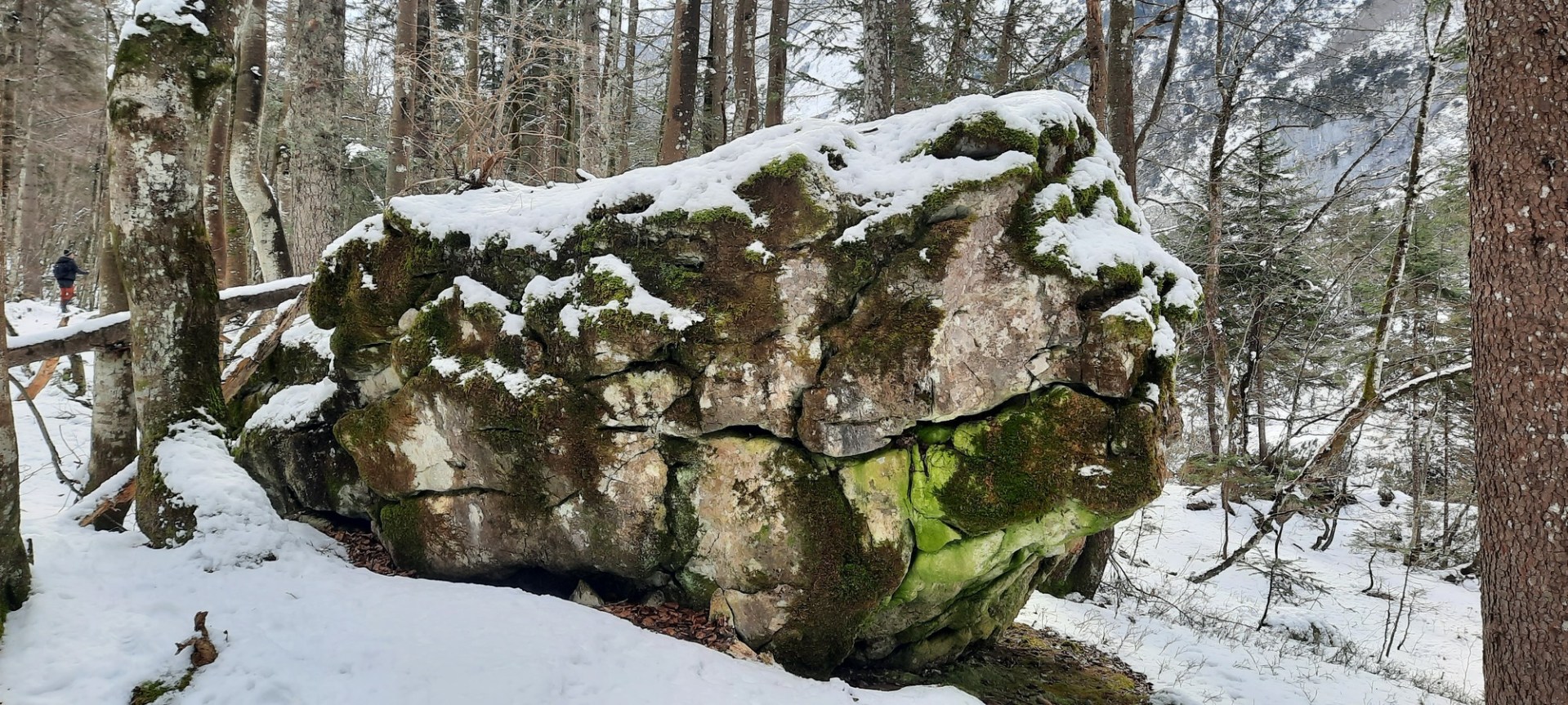 Krnica