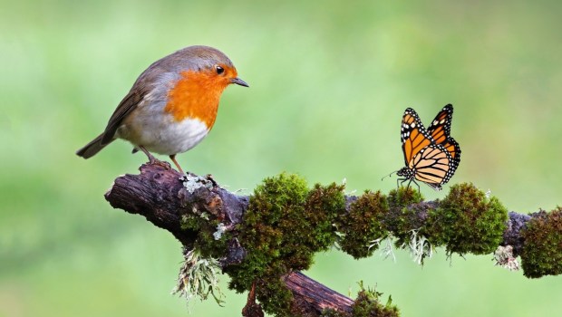 Birds