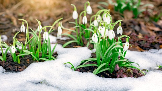 Flowering snowdrops are punched out of the snow