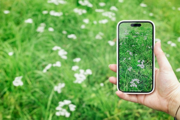 Woman hand taking picture with smart phone