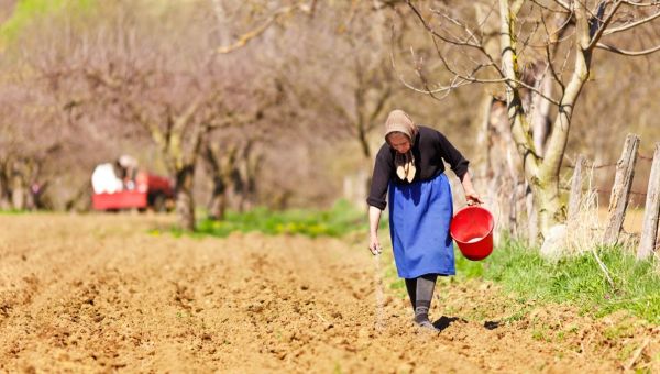 Old farmer woman sowing seeds