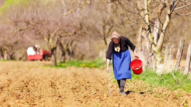 Old farmer woman sowing seeds