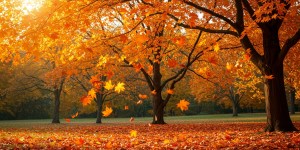 Odločila sem se, da bom z vsem srcem sprejela in objela jesen