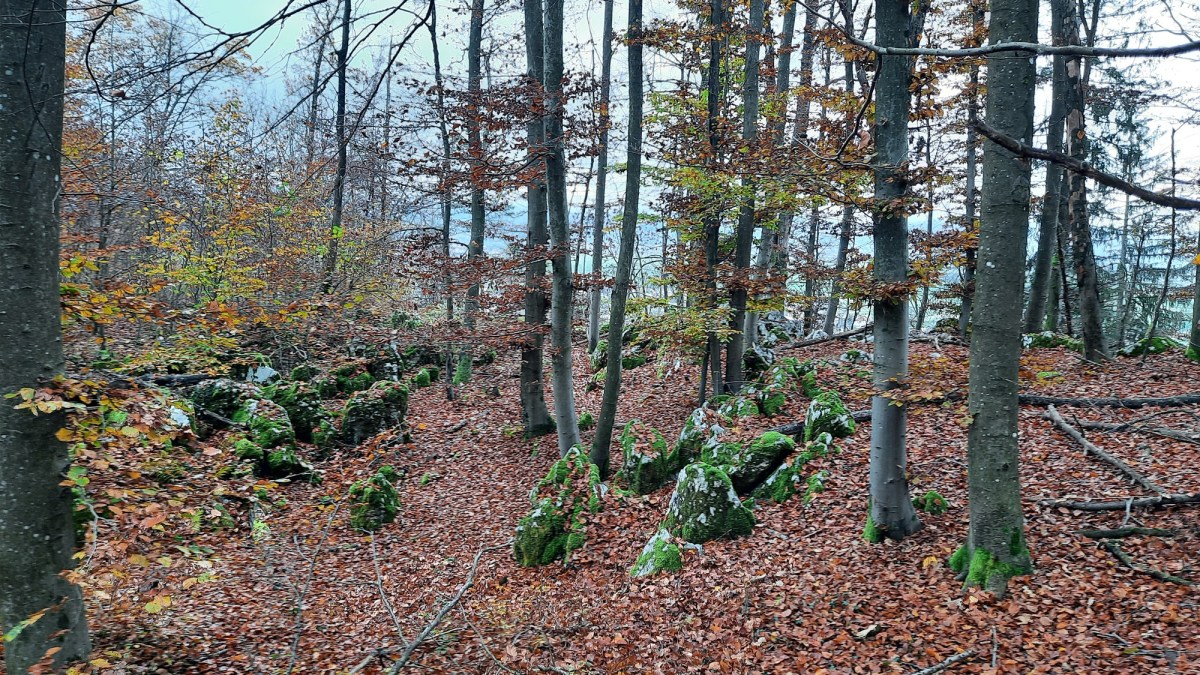 {"rendered":"Onger \u2013 zelena u\u010dilnica nad Trzinom"}