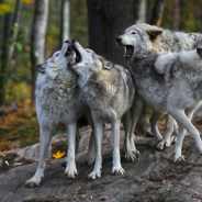 Stickers Item image #9