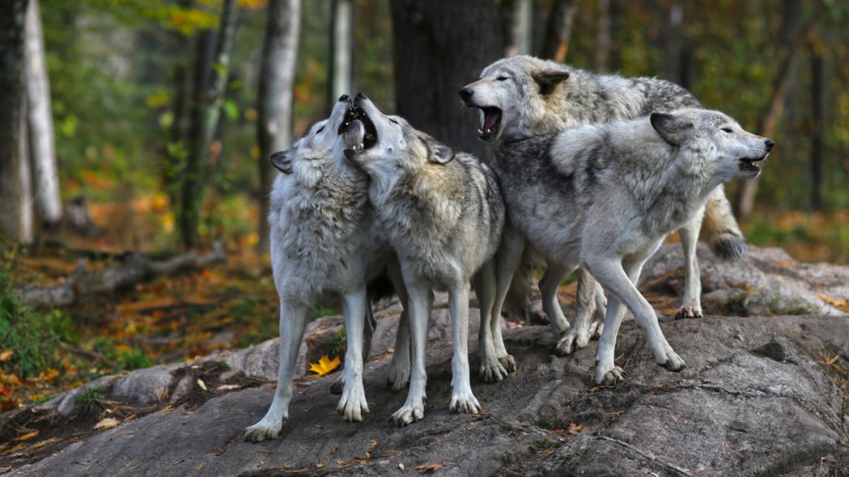 Wolves