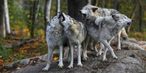 Inuiti in njihova pomenljiva prispodoba za zasvojenost s pornografijo